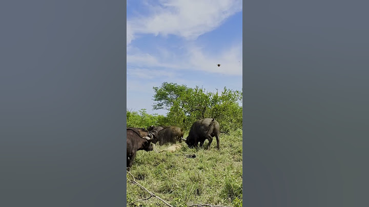 Herd of Buffaloes Tramples Old Male Lion in Epic Battle 😢