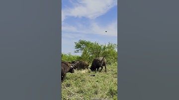 Herd of Buffaloes Tramples Old Male Lion in Epic Battle 😢