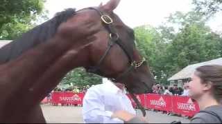 Bob Baffert And American Pharoah The Morning After The Travers