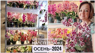 видео: Шикарное цветение орхидей на стеллаже! 🤩 Много цветущих фаленопсисов|Лампы Минифермер| Сентябрь-2024 картинка: Шикарное цветение орхидей на стеллаже! 🤩 Много цветущих фаленопсисов|Лампы Минифермер| Сентябрь-2024