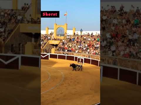 Video: Apakah banteng pernah mengalahkan matador?