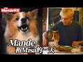 【Mande中文】🐶Mande VLOG🐶Mande和Misa的一天🐶海邊的夕陽散步🐶共享燭光晚餐🐶