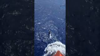 Dolphins Swim Gracefully Ahead of Moving Ship