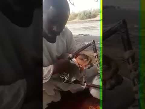 رمال حلتنا طمبور وزمبارة