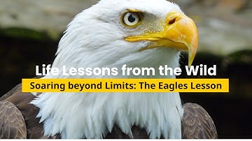 Life Lessons from the Wild: Soaring Beyond Limits, The Eagle