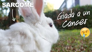 Mon lapin Giada a un cancer   Sarcome