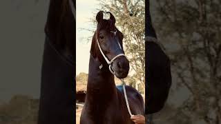 Horse My P Hai Jffh Kffv Rolex Booy Hgfujn Bgyuj