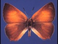 2010  hardwick  hairstreaks of washington state