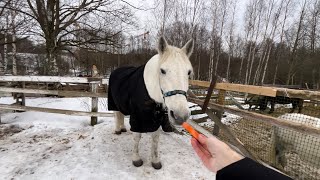 Шуваловка зимой. Навестили животных 🐎🐏🐃🦌🐇