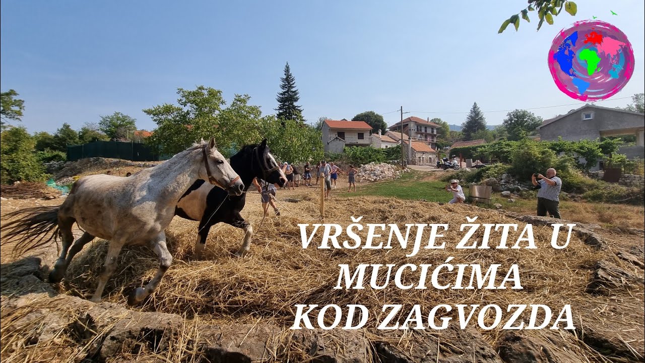 VRŠENJE ŽITA U MUCIĆIMA KOD ZAGVOZDA