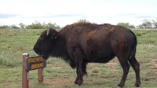 Bison Foolery  Caprock Canyons State Park