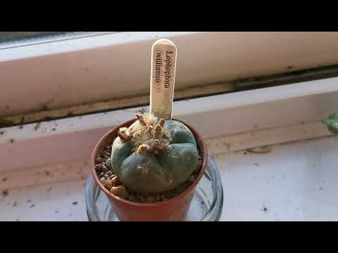 Come coltivare e crescere il famoso Peyote, Lophophora williamsii, un cactus molto particolare