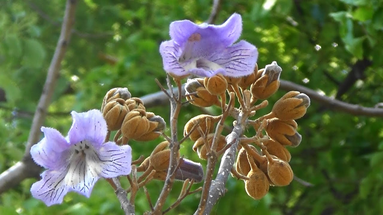 桐の花 ソメイヨシノ桜の残花 珍しいね ヒヨドリ が木の上に飛んで来ました Youtube