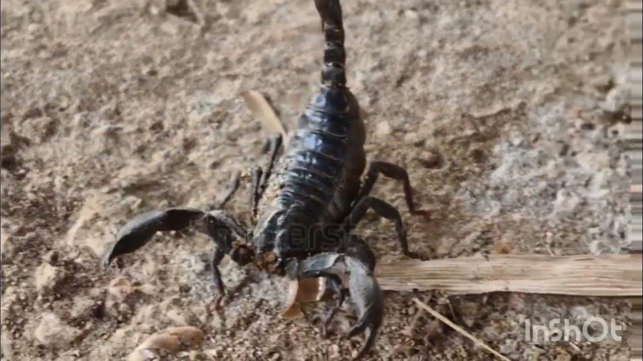 Venomous Wonders The Science and Secrets of Scorpions YouTube