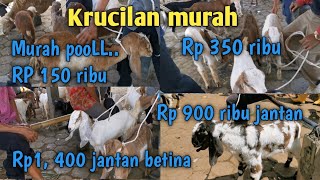 Rp. 150,000. The cheapest Krucilan today