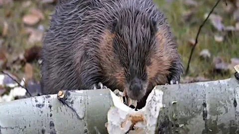 Ojibwe Word of the Day Amik. ᐊᒥᒃ᙮ 'a beaver'
