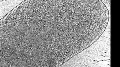 2012 Type Six Secretion System