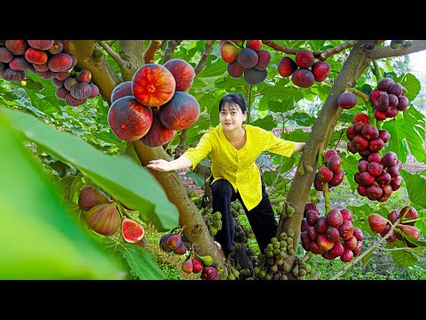 Harvesting figs, pumpkins, avocados - cooking in the country kitchen | The Amazing Harvesting
