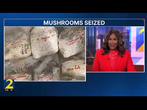 WSBTV 2 Atlanta – PSYCHEDELIC MUSHROOMS: Kim Castro interview