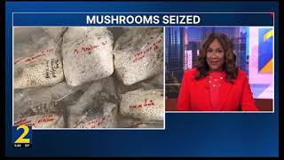 WSBTV 2 Atlanta - PSYCHEDELIC MUSHROOMS: Kim Castro interview