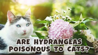 Are Hydrangeas Poisonous to Cats? Exploring the Poisonous Potential by Cats Globe 64 views 2 months ago 2 minutes, 51 seconds