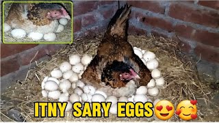 Itna sary eggs par murgi bithadi|| Broody hen sitting on egg😍