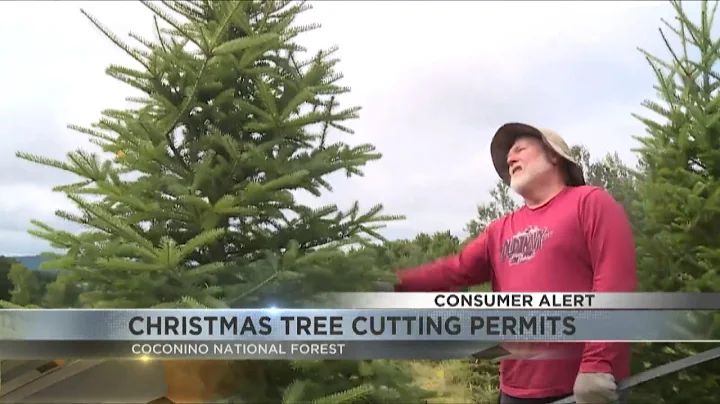 Cut down your own Christmas tree