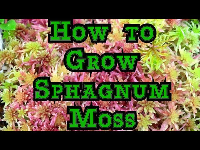 Growing Live Sphagnum Moss Faster Culture Tips To Help It Multiply Youtube