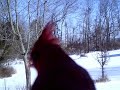cardinal on bracket in front of camera
