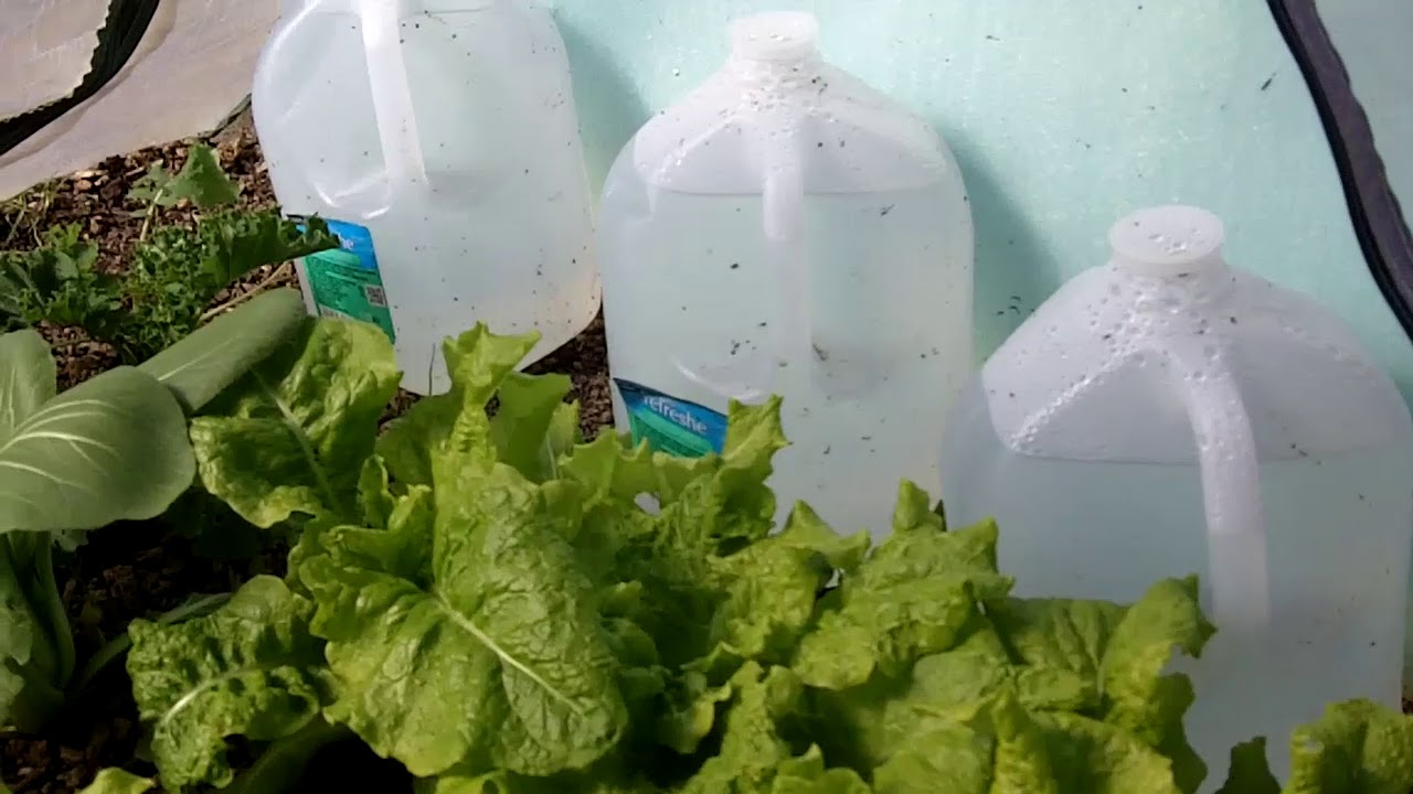 The 5 Essentials of Winter Gardening in Maryland Zone 7a