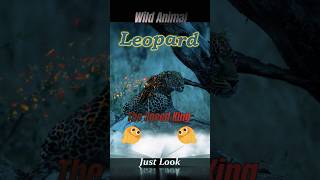 Leopard HUNTING Crocodile. #ytshorts #wildlife #animals #amazingfacts