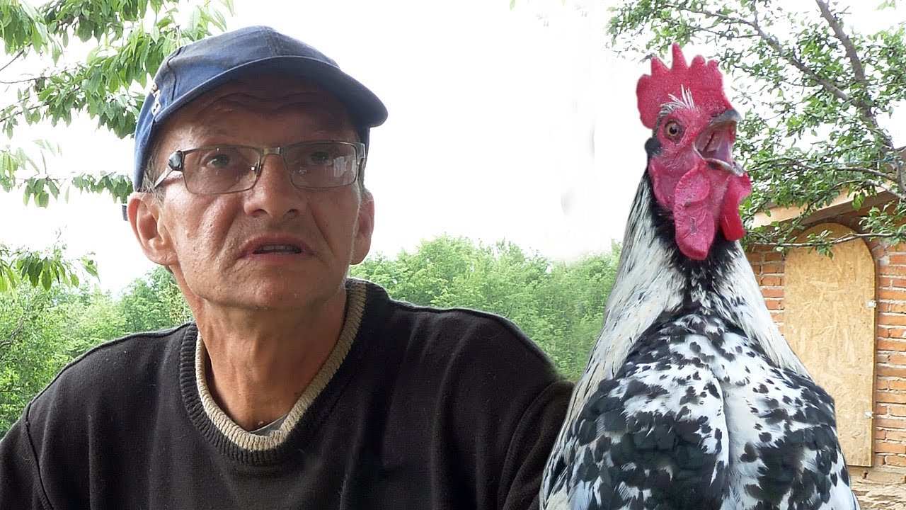 Ostaje li Zenica bez zoo vrta sa 500 životinja?