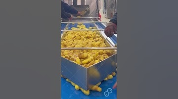 Cara Membuat Jahe Kering dari Jahe Segar? #jahe