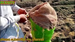 potato suffer and earn millions #mxutv #foryou #music #Agriculture