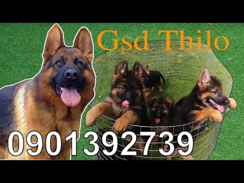 GSD | Xuất chuồng đàn chó becgie đức con thuần chủng đẹp hậu duệ THILO