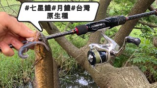 台灣原生種! EP1 七星鱧月鱧路亞假餌(裡面有一小段說明你 ...