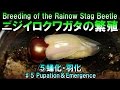 ニジイロクワガタの繁殖 ⑤蛹化・羽化 / Breeding of the Rainbow Stag Beetle ♯5 Pupation＆Emergence