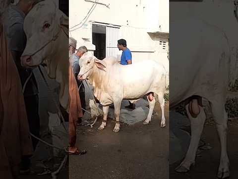 قربانی کے بہترین جانور Bakraeid Cowlover Qurbani Shorts Short Cow Camel Bakra Trending