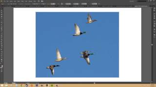Adobe Illustrator CS6 for Beginners   Tutorial 74   Tracing an Image Into a Vector