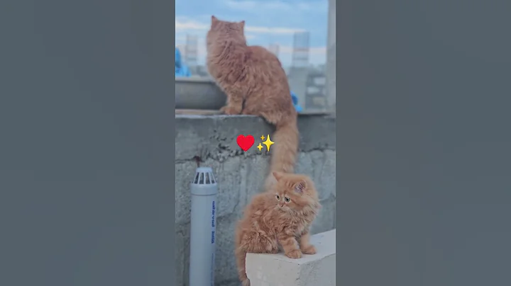 Video 11863991: persiancat cat