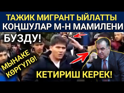 Video: Үстүнкү бети мөмө көпөлөк