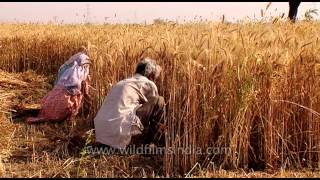 Labourers harvest wheat in India