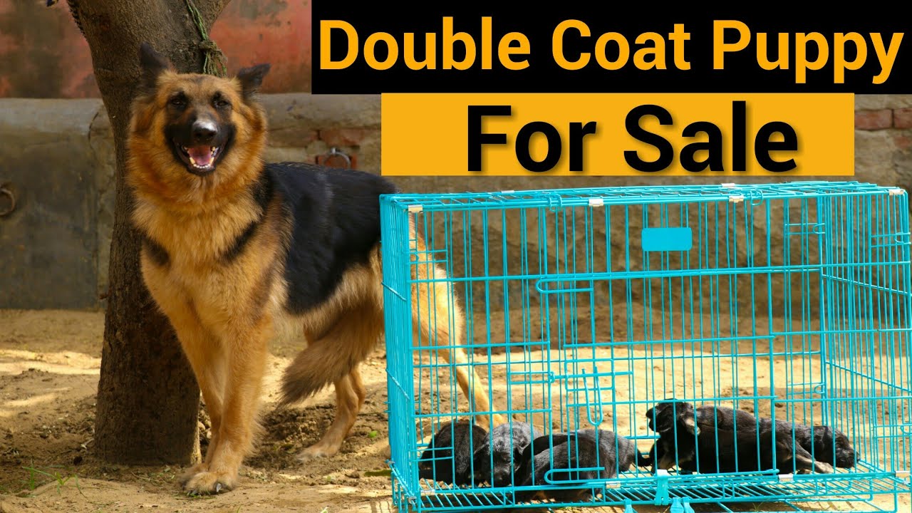 long haired german shepherd puppies price