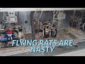 FLYING RATS ARE NASTY