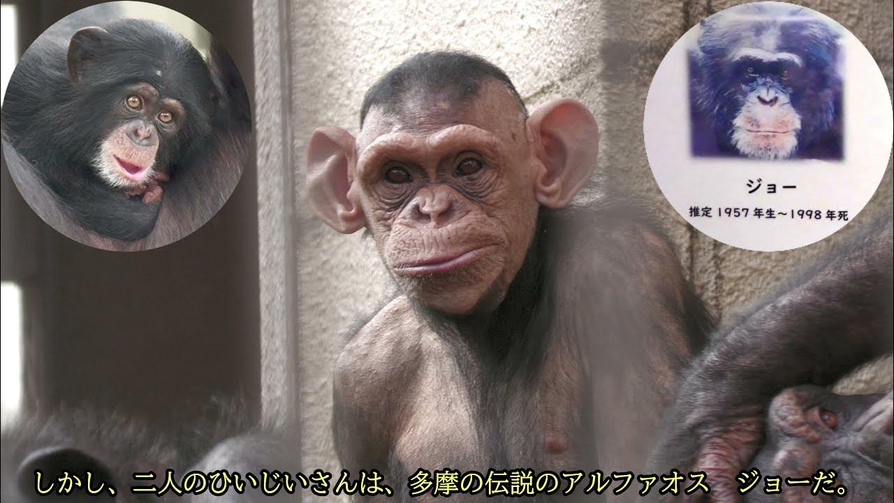 元気の素、モヒカン少女ピナちゃん（Very energetic Mohawk girl Pina-chan）　おびひろ動物園　チンパンジー　202110