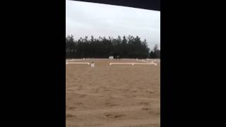 Paradise Ct Dylan Htf Dressage