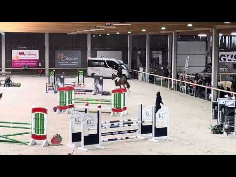 Tuur M - 5yo Stallion Competition Zellik