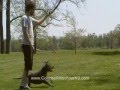 Dog Training In Buffalo, NY - Fun With a Pit Bull Dog Training In Buffalo, NY - Fun With a Pit Bull