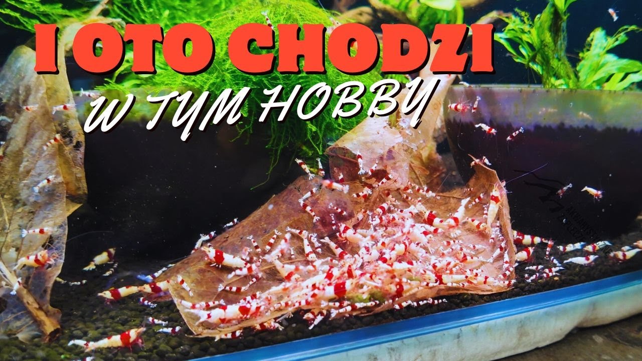 TO AKWARIUM JEST GENIALNE - NAJWIĘKSZY ZBIORNIK NA HODOWLI