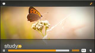 Cocoon Studysync Introduction